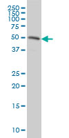RASSF8 Antibody - RASSF8 monoclonal antibody (M01), clone 2G1 Western blot of RASSF8 expression in HeLa.
