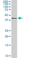 RASSF8 Antibody - RASSF8 monoclonal antibody (M01), clone 2G1. Western blot of RASSF8 expression in PC-12.