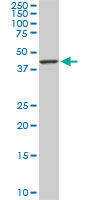 RASSF8 Antibody - RASSF8 monoclonal antibody (M01), clone 2G1. Western blot of RASSF8 expression in NIH/3T3.
