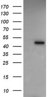 RASSF8 Antibody - HEK293T cells were transfected with the pCMV6-ENTRY control (Left lane) or pCMV6-ENTRY RASSF8 (Right lane) cDNA for 48 hrs and lysed. Equivalent amounts of cell lysates (5 ug per lane) were separated by SDS-PAGE and immunoblotted with anti-RASSF8.