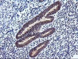 RASSF8 Antibody - IHC of paraffin-embedded Human endometrium tissue using anti-RASSF8 mouse monoclonal antibody.