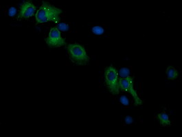 RASSF8 Antibody - Anti-RASSF8 mouse monoclonal antibody immunofluorescent staining of COS7 cells transiently transfected by pCMV6-ENTRY RASSF8.