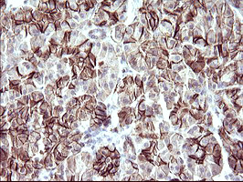 RASSF8 Antibody - IHC of paraffin-embedded Human pancreas tissue using anti-RASSF8 mouse monoclonal antibody. (Heat-induced epitope retrieval by 10mM citric buffer, pH6.0, 120°C for 3min).