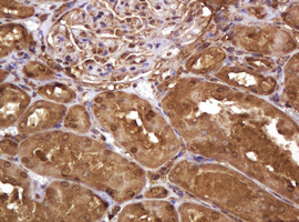 RASSF8 Antibody - IHC of paraffin-embedded Human Kidney tissue using anti-RASSF8 mouse monoclonal antibody.