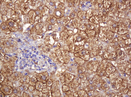 RASSF8 Antibody - IHC of paraffin-embedded Human liver tissue using anti-RASSF8 mouse monoclonal antibody.
