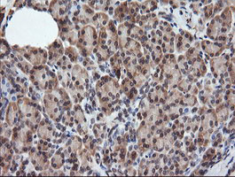RASSF8 Antibody - IHC of paraffin-embedded Human pancreas tissue using anti-RASSF8 mouse monoclonal antibody.