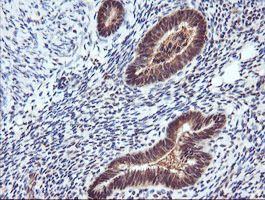 RASSF8 Antibody - IHC of paraffin-embedded Human endometrium tissue using anti-RASSF8 mouse monoclonal antibody.