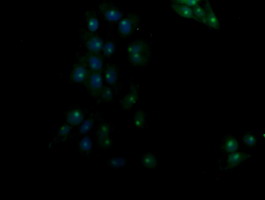RASSF8 Antibody - Anti-RASSF8 mouse monoclonal antibody immunofluorescent staining of COS7 cells transiently transfected by pCMV6-ENTRY RASSF8.