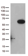 RASSF9 / P-CIP1 Antibody - HEK293T cells were transfected with the pCMV6-ENTRY control. (Left lane) or pCMV6-ENTRY RASSF9. (Right lane) cDNA for 48 hrs and lysed. Equivalent amounts of cell lysates. (5 ug per lane) were separated by SDS-PAGE and immunoblotted with anti-RASSF9. (1:500)
