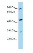 RASSF9 / P-CIP1 Antibody - RASSF9 / P-CIP1 antibody Western Blot of U937 Whole Cell lysates. Antibody Dilution: 1.0 ug/ml. Antibody dilution: 1 ug/ml.  This image was taken for the unconjugated form of this product. Other forms have not been tested.
