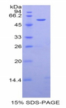 AGT / Angiotensinogen Protein - Recombinant Angiotensinogen By SDS-PAGE