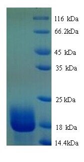 AIF1 / IBA1 Protein