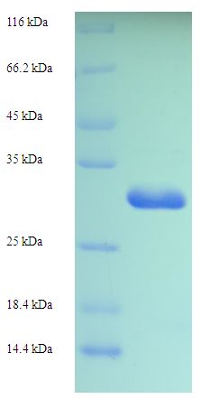 AIF1 / IBA1 Protein