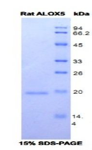 ALOX5 / 5-LOX Protein - Recombinant Arachidonate-5-Lipoxygenase (ALOX5) by SDS-PAGE