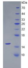 AMH / Anti-Mullerian Hormone Protein - Recombinant Anti-Mullerian Hormone By SDS-PAGE