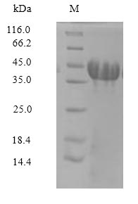 Amigo3 Protein - (Tris-Glycine gel) Discontinuous SDS-PAGE (reduced) with 5% enrichment gel and 15% separation gel.