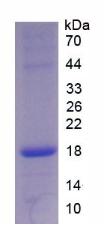 ANGPT1 / Angiopoietin-1 Protein - Recombinant Angiopoietin 1 By SDS-PAGE