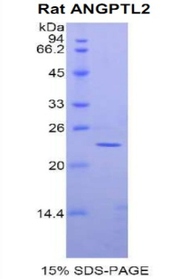 ANGPTL2 / ARP2 Protein - Recombinant Angiopoietin Like Protein 2 By SDS-PAGE