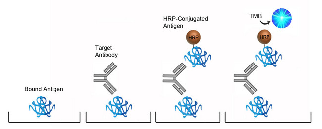 Anti-Acetylcholine Receptor Antibody ELISA Kit - Competition ELISA Platform Overview