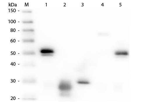 Rabbit IgG Antibody - Western Blot of Anti-Rabbit IgG (H&L) (RAT) Antibody (Min X Hu, Gt, Ms Serum Proteins)  Lane M: 3 µl Molecular Ladder. Lane 1: Rabbit IgG whole molecule  Lane 2: Rabbit IgG F(ab) Fragment  Lane 3: Rabbit IgG F(c) Fragment  Lane 4: Rabbit IgM Whole Molecule  Lane 5: Normal Rabbit Serum  All samples were reduced. Load: 50 ng per lane.