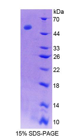 Antithrombin Protein - Recombinant Antithrombin By SDS-PAGE