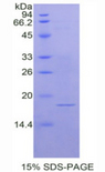 ANXA2 / Annexin A2 Protein - Recombinant Annexin A2 (ANXA2) by SDS-PAGE
