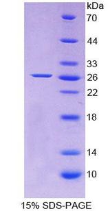 Apolipoprotein A-V Protein - Recombinant Apolipoprotein A5 By SDS-PAGE