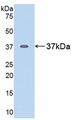 ARG1 / Arginase 1 Protein - Active Arginase (ARG) by WB