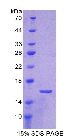 ATP5J Protein - Recombinant  Coupling Factor 6 By SDS-PAGE