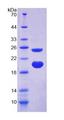 AVPI1 Protein - Recombinant Arginine Vasopressin Induced Protein 1 (AVPI1) by SDS-PAGE