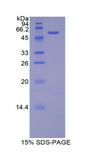 BACE2 Protein - Recombinant Beta-Site APP Cleaving Enzyme 2 By SDS-PAGE