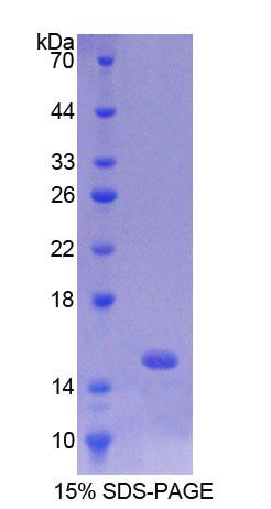 BBC3 / PUMA Protein - Recombinant  p53 Upregulated Modulator Of Apoptosis By SDS-PAGE
