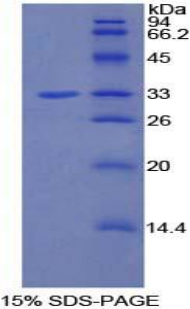 BCAP / PIK3AP1 Protein - Recombinant Phosphoinositide-3-Kinase Adaptor Protein 1 By SDS-PAGE