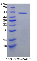 BLC / CXCL13 Protein - Recombinant B-Lymphocyte Chemoattractant 1 By SDS-PAGE