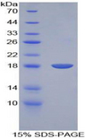 BMP15 Protein - Recombinant Bone Morphogenetic Protein 15 By SDS-PAGE