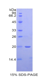 BMP4 Protein - Recombinant Bone Morphogenetic Protein 4 By SDS-PAGE