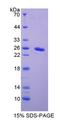 CA4 / Carbonic Anhydrase IV Protein - Recombinant Carbonic Anhydrase IV (CA4) by SDS-PAGE