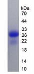 CALB1 / Calbindin Protein - Recombinant Calbindin By SDS-PAGE