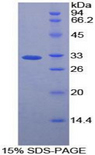 CASP12 / Caspase 12 Protein - Recombinant Caspase 12 By SDS-PAGE