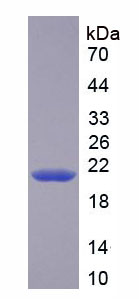 CASP3 / Caspase 3 Protein - Recombinant Caspase 3 By SDS-PAGE