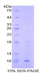 CCL19 / MIP3-Beta Protein - Recombinant Macrophage Inflammatory Protein 3 Beta By SDS-PAGE