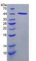 CCL21 / SLC Protein - Recombinant Secondary Lymphoid Tissue Chemokine By SDS-PAGE