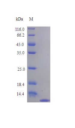 CCL24 / Eotaxin 2 Protein
