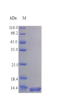 CCL28 / MEC Protein