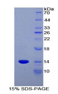 Ccl6 Protein - Recombinant Macrophage Inflammatory Protein Related Protein 1 By SDS-PAGE