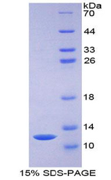 CCL7 / MCP3 Protein - Recombinant Monocyte Chemotactic Protein 3 By SDS-PAGE