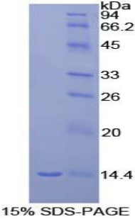 Ccl9 / MIP-1 Gamma Protein - Recombinant Macrophage Inflammatory Protein 1 Gamma By SDS-PAGE