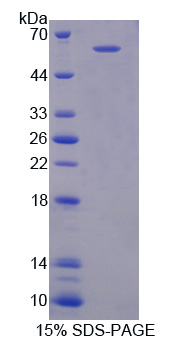 CD101 Protein - Recombinant Immunoglobulin Superfamily, Member 2 By SDS-PAGE