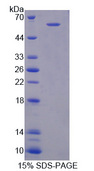 CD101 Protein - Recombinant Immunoglobulin Superfamily, Member 2 By SDS-PAGE