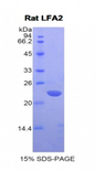 CD2 Protein - Recombinant Lymphocyte Function Associated Antigen 2 By SDS-PAGE